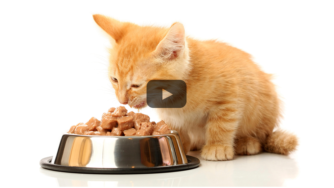 Cats Wet Food Diet